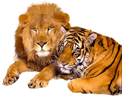 Lion--Tiger-psd74183